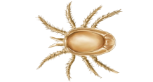 Tick insect PNG-51900